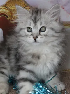 Thelya, chaton Sibérien