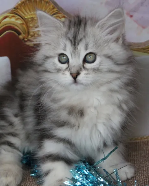 Thelya, chaton Sibérien