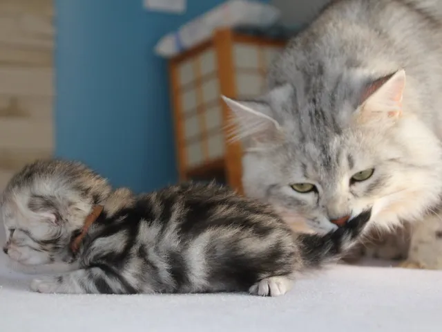Thor, chaton Sibérien