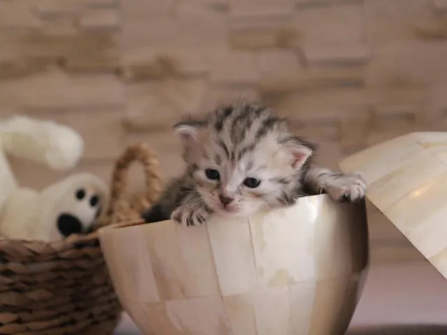 Thor, chaton Sibérien