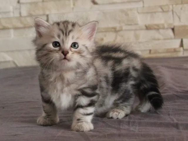 Thor, chaton Sibérien
