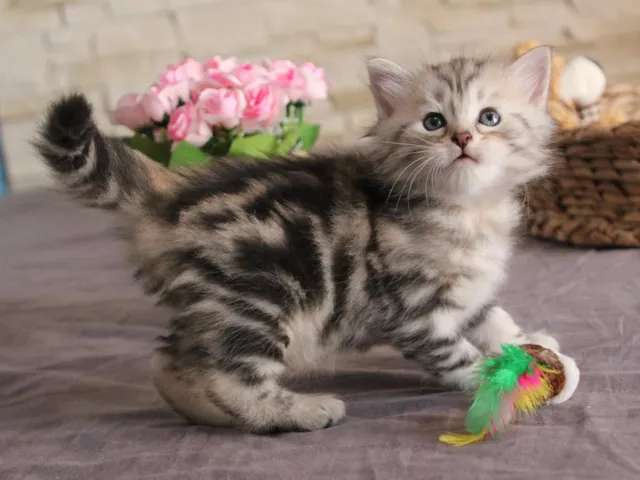 Thor, chaton Sibérien