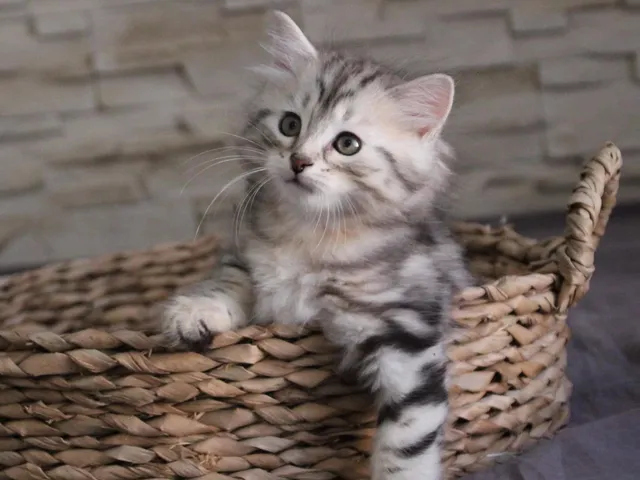 Thor, chaton Sibérien