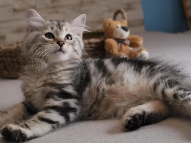 Thor, chaton Sibérien