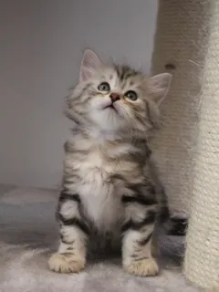 Thor, chaton Sibérien