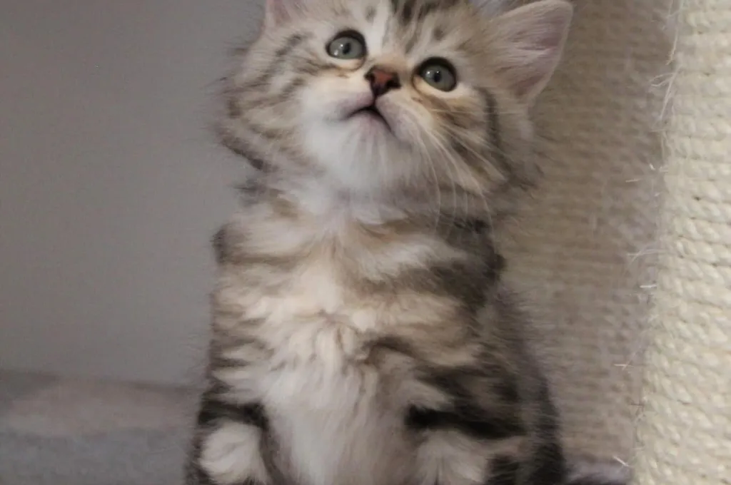 Thor, chaton Sibérien