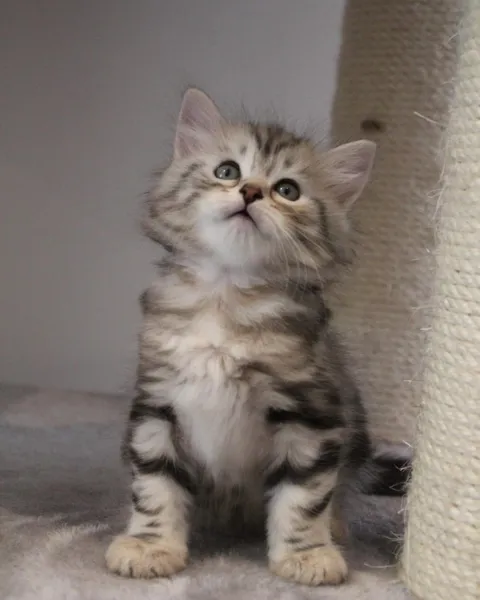 Thor, chaton Sibérien