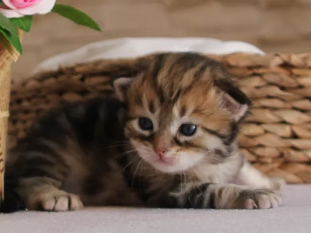 Tichat, chaton Sibérien