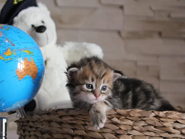 Tichat, chaton Sibérien