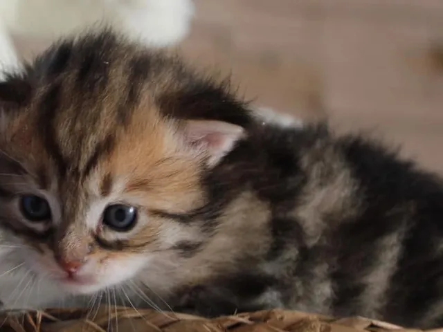 Tichat, chaton Sibérien