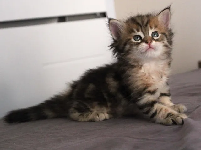 Tichat, chaton Sibérien