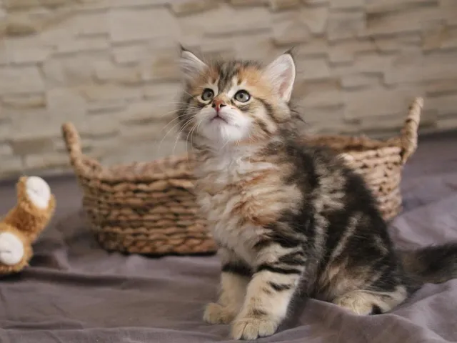 Tichat, chaton Sibérien