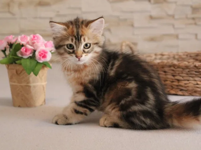 Tichat, chaton Sibérien