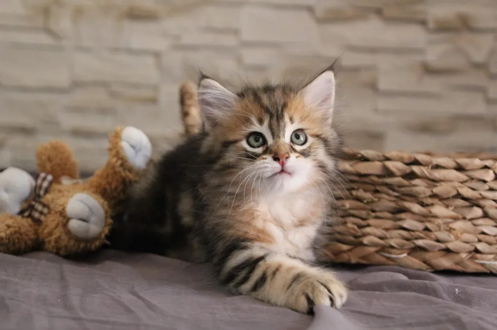 Tichat, chaton Sibérien