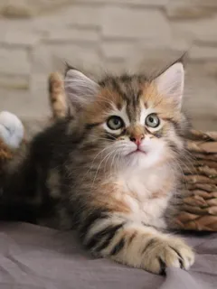 Tichat, chaton Sibérien