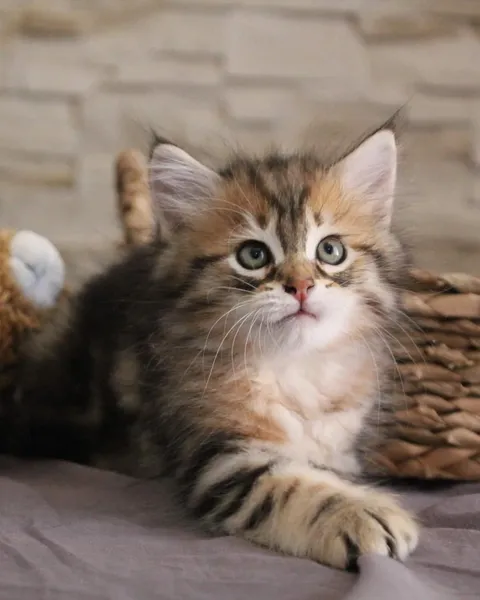 Tichat, chaton Sibérien