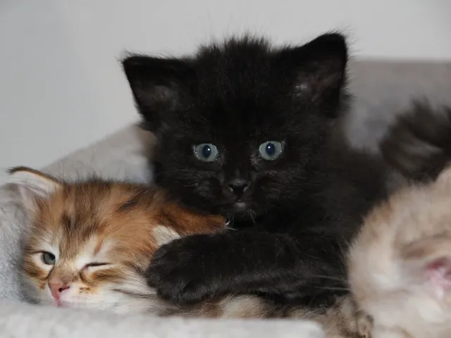 Tigrou, chaton Sibérien