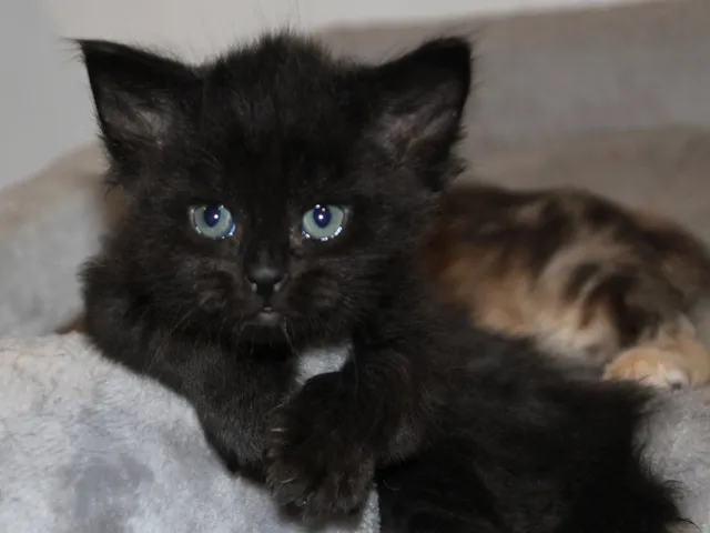 Tigrou, chaton Sibérien