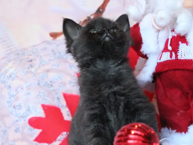Tigrou, chaton Sibérien