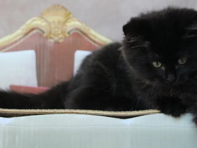 Tigrou, chaton Sibérien