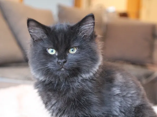 Tigrou, chaton Sibérien