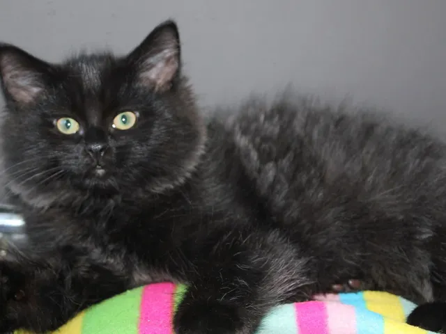Tigrou, chaton Sibérien
