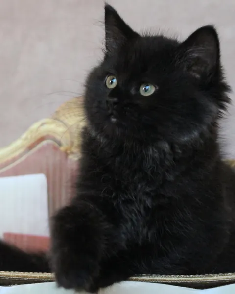 Tigrou, chaton Sibérien