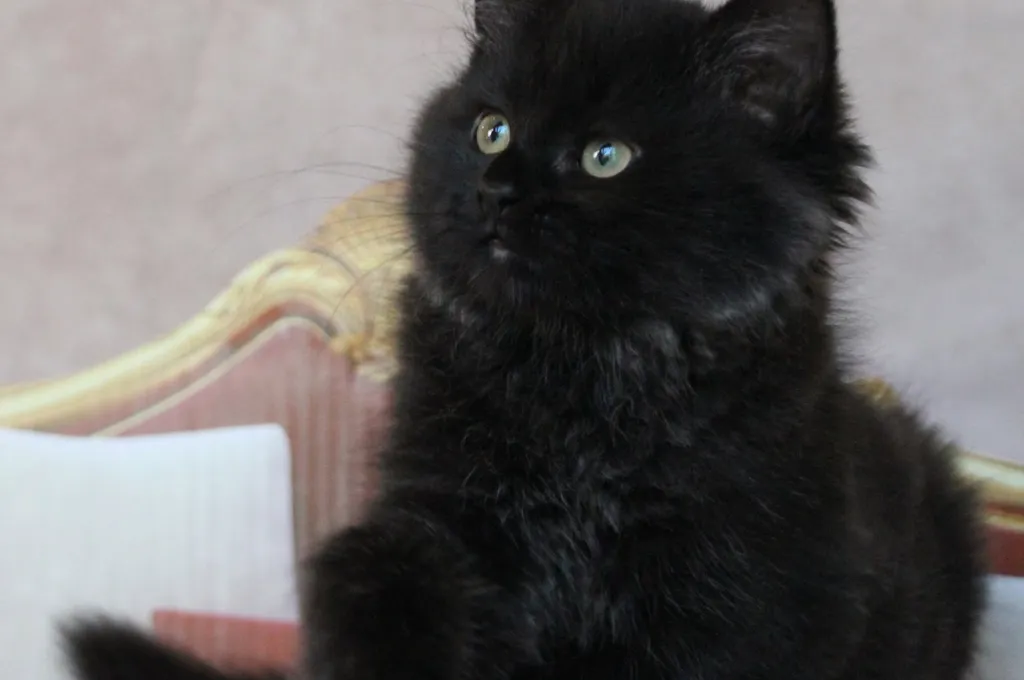 Tigrou, chaton Sibérien