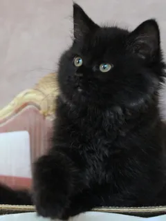 Tigrou, chaton Sibérien