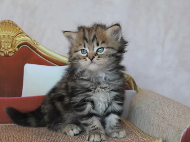 Timberland, chaton Sibérien