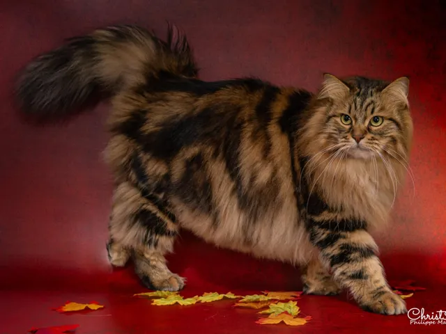 Timberland, chaton Sibérien