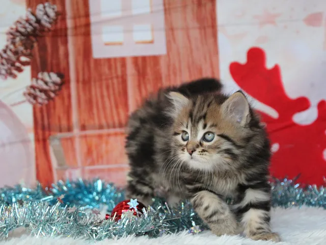Timberland, chaton Sibérien