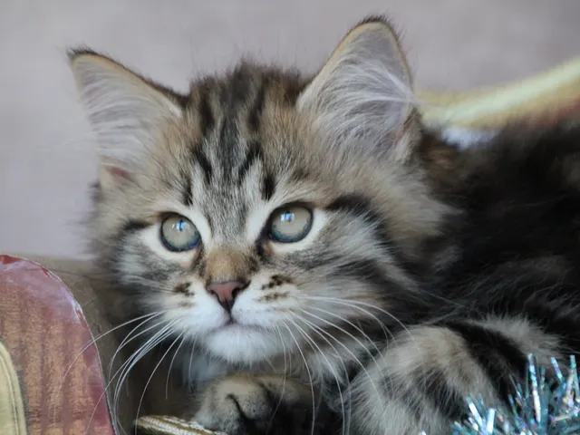 Timberland, chaton Sibérien