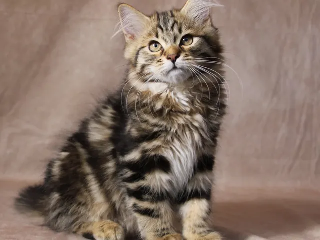 Timberland, chaton Sibérien