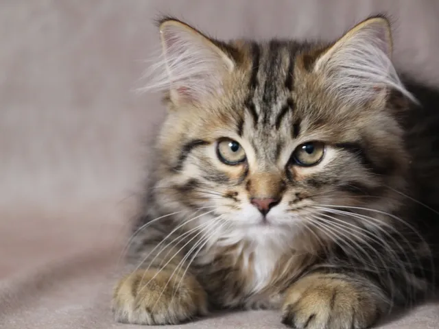 Timberland, chaton Sibérien