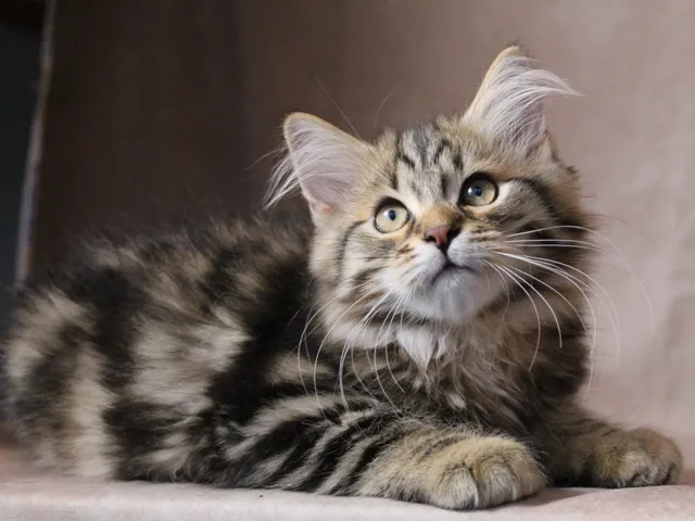 Timberland, chaton Sibérien