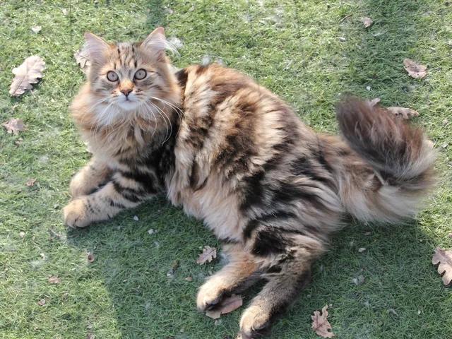 Timberland, chaton Sibérien