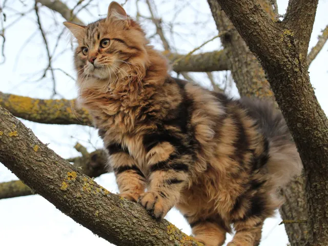 Timberland, chaton Sibérien