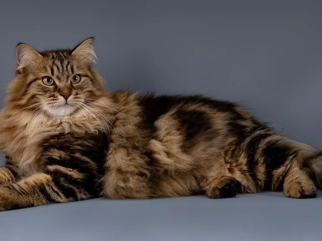 Timberland, chaton Sibérien