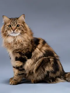 Timberland, chaton Sibérien
