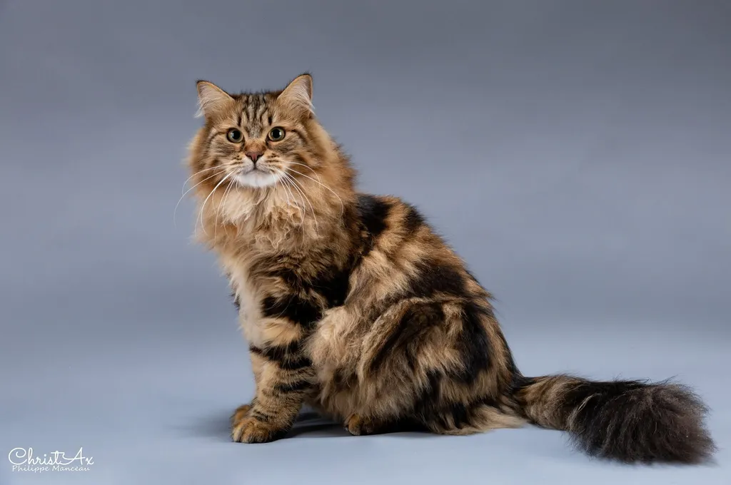 Timberland, chaton Sibérien