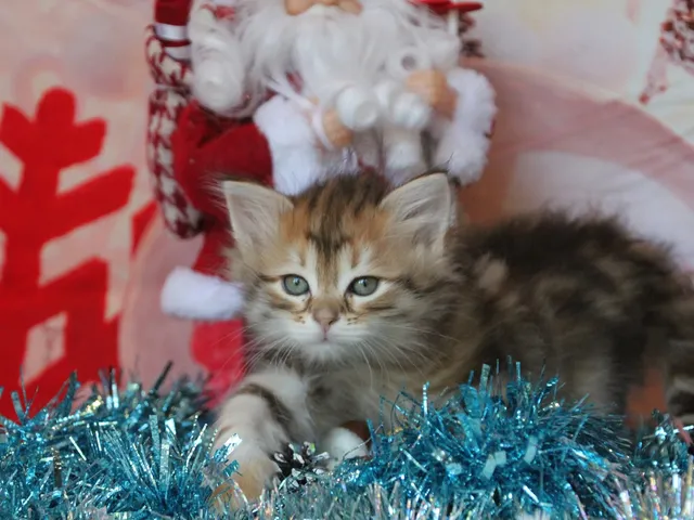 Timmy, chaton Sibérien