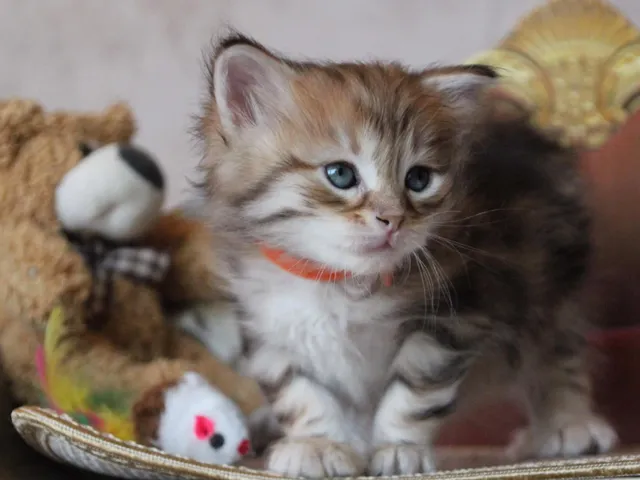 Timmy, chaton Sibérien