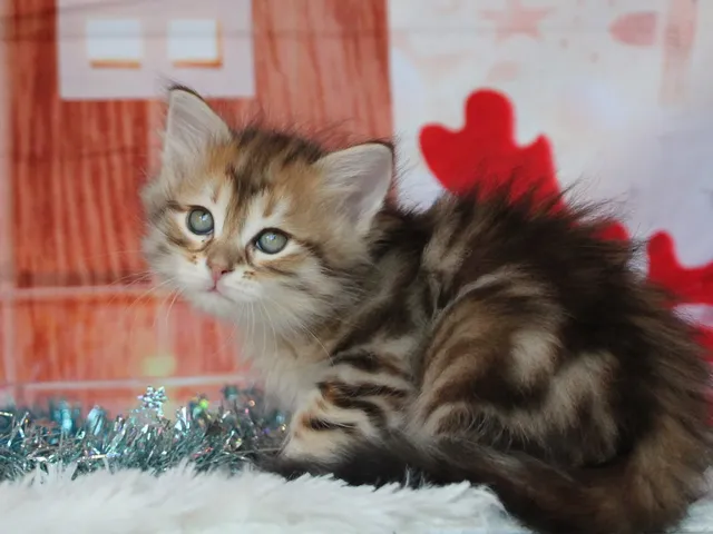 Timmy, chaton Sibérien