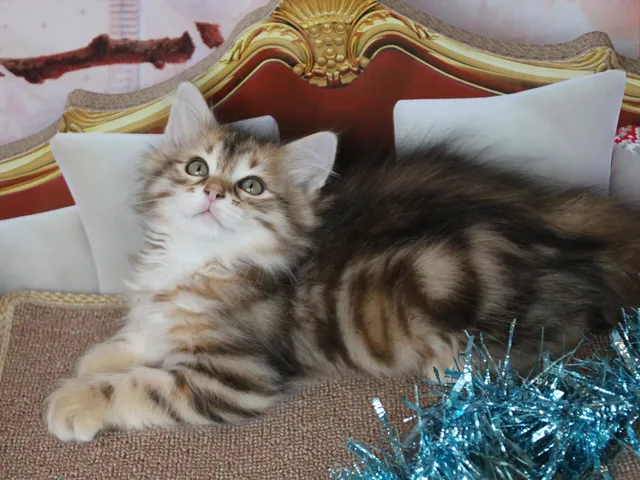 Timmy, chaton Sibérien