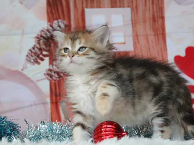 Timmy, chaton Sibérien