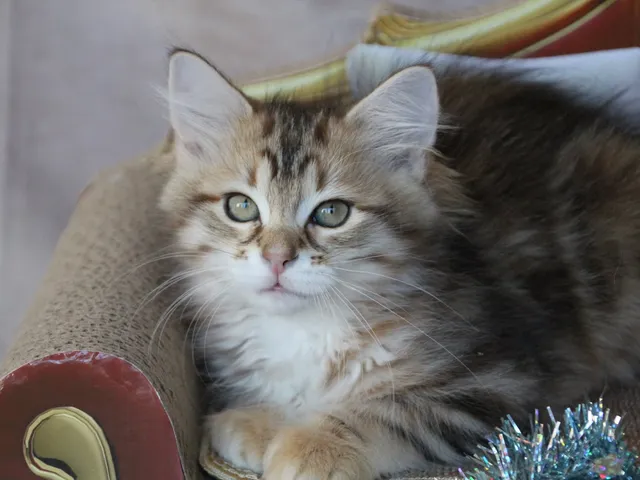 Timmy, chaton Sibérien