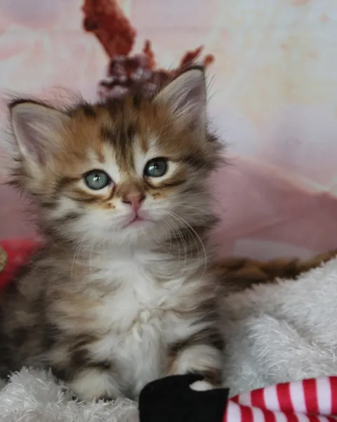 Timmy, chaton Sibérien