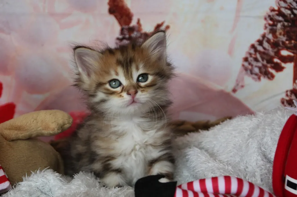 Timmy, chaton Sibérien