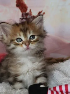 Timmy, chaton Sibérien